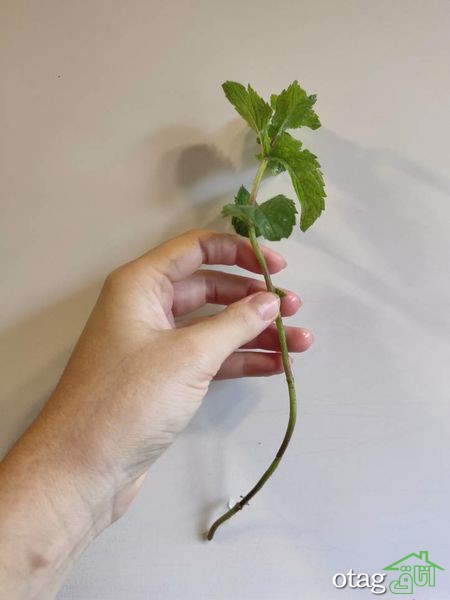 نکات مهم برای پرورش نعناع در خانه
