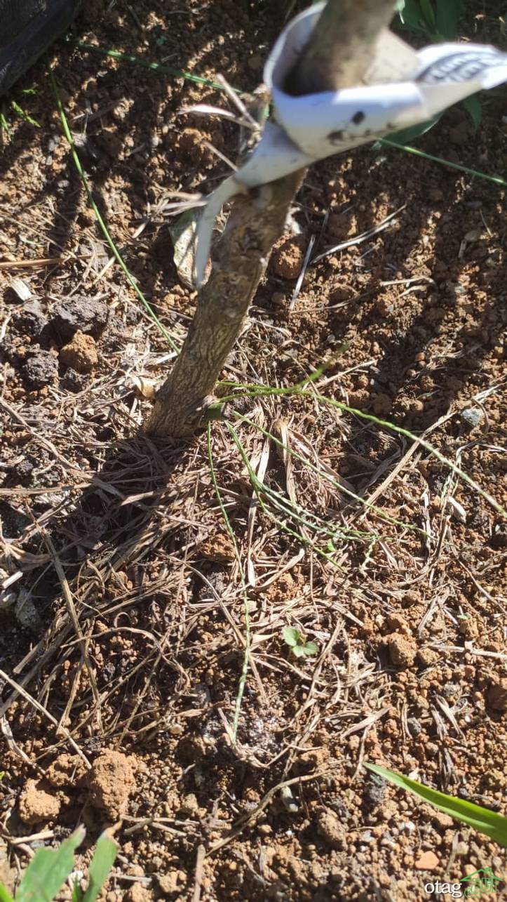 چند نکته در مورد پرورش درخت کامکوات