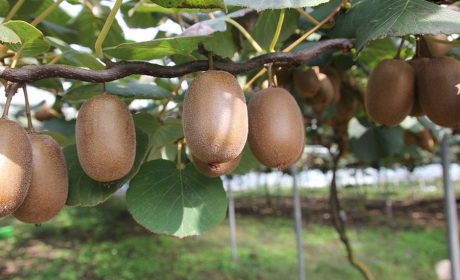 راهنمای آسان پرورش درخت کیوی