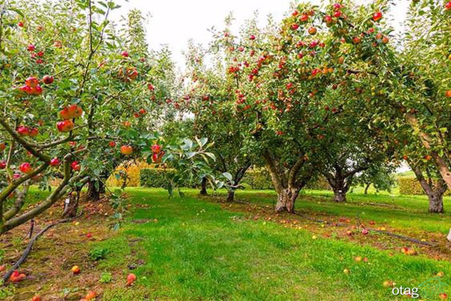 راهنمای پرورش درخت سیب در باغ شما