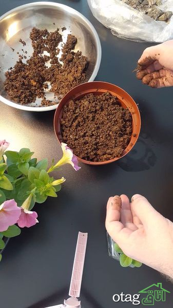 برای پرورش گل اطلسی در خانه چکار کنیم؟