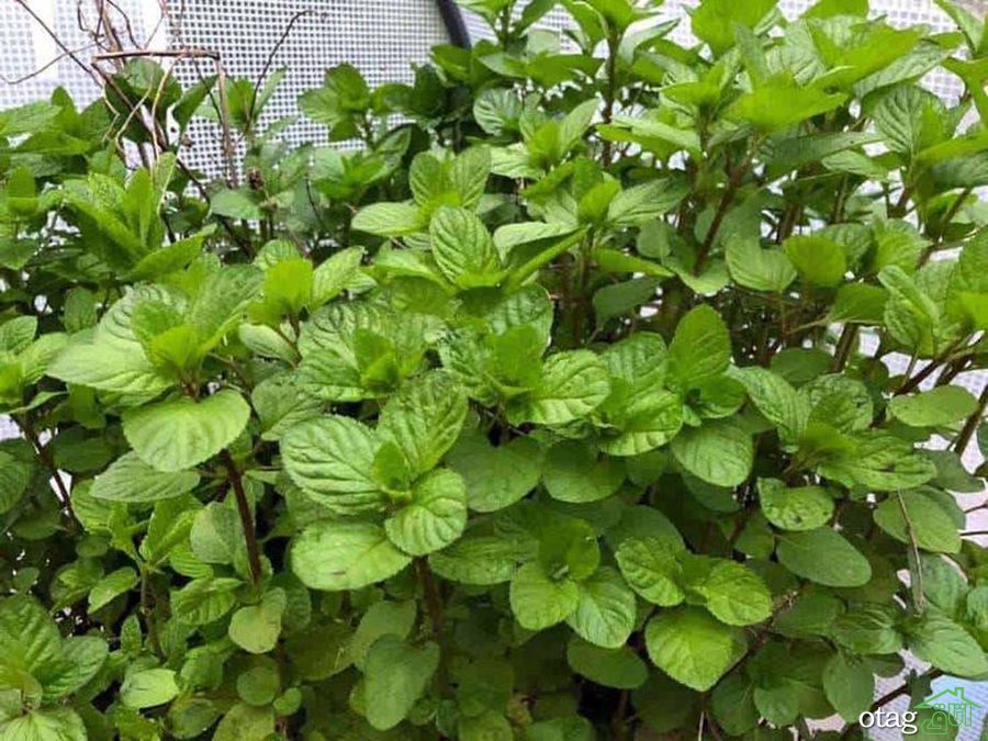 نکات مهم برای پرورش نعناع در خانه