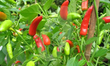 چگونه در خانه فلفل پرورش بدهیم؟