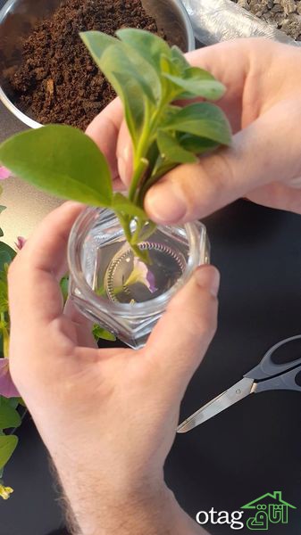 برای پرورش گل اطلسی در خانه چکار کنیم؟