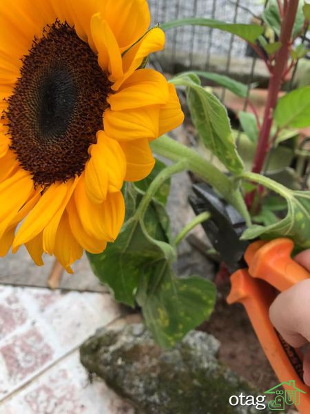 روش پرورش و رشد گل آفتابگردان در خانه