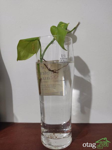 چند نکته برای مراقبت از گیاه پیچک
