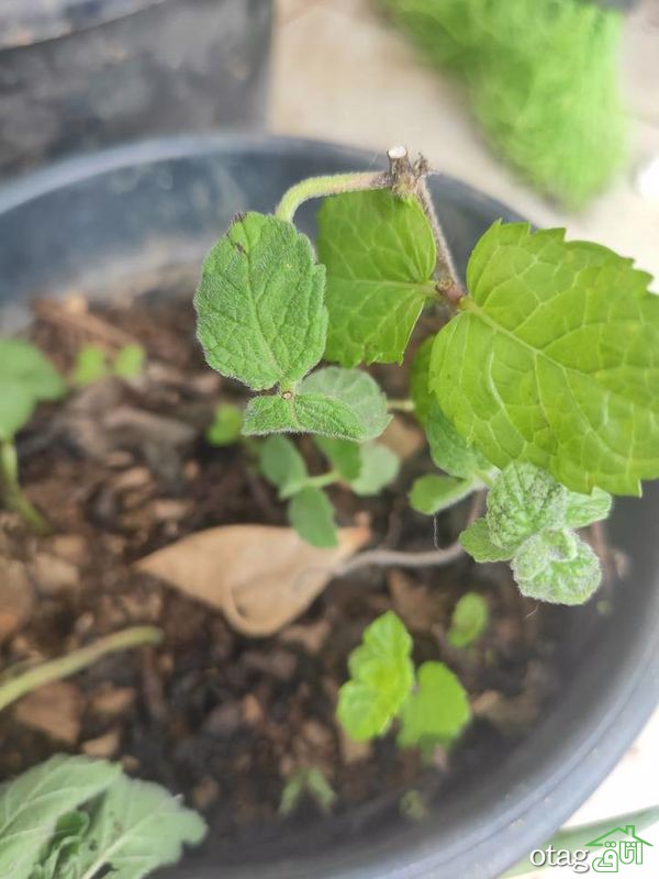 نکات مهم برای پرورش نعناع در خانه