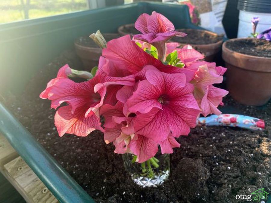 برای پرورش گل اطلسی در خانه چکار کنیم؟