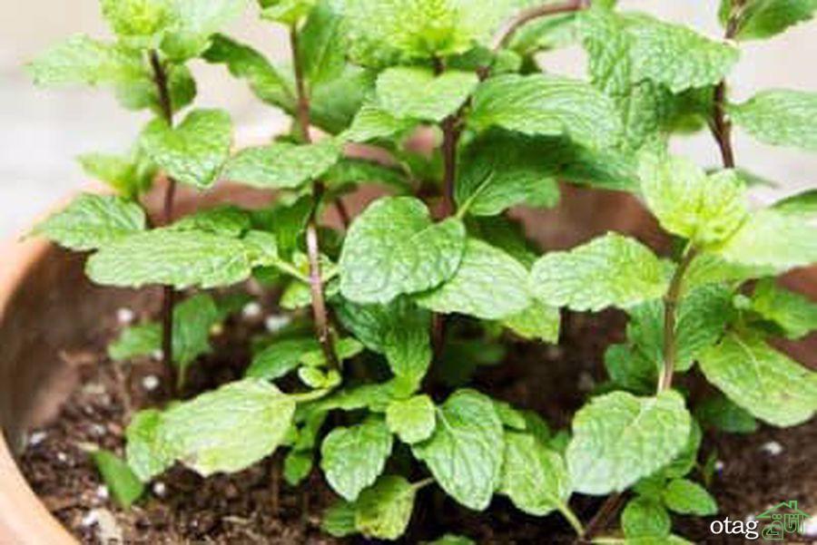 نکات مهم برای پرورش نعناع در خانه