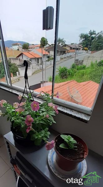 برای پرورش گل اطلسی در خانه چکار کنیم؟