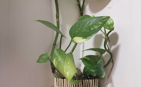 چند نکته برای مراقبت از گیاه پیچک