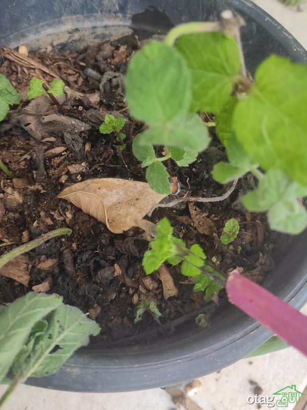 نکات مهم برای پرورش نعناع در خانه