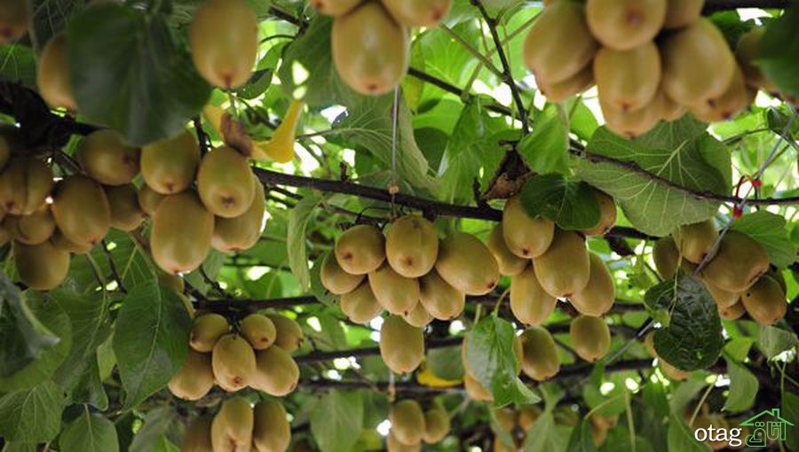 راهنمای آسان پرورش درخت کیوی راهنمای آسان پرورش درخت کیوی