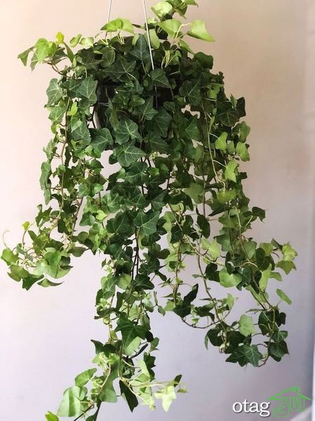 چند نکته برای مراقبت از گیاه پیچک