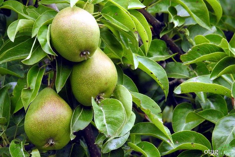راهنمای آسان پرورش درخت کیوی راهنمای آسان پرورش درخت کیوی