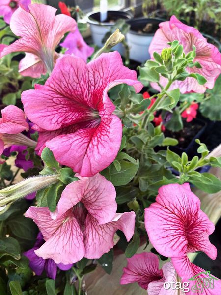 برای پرورش گل اطلسی در خانه چکار کنیم؟