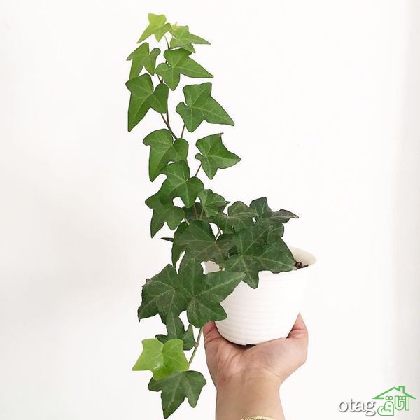 چند نکته برای مراقبت از گیاه پیچک