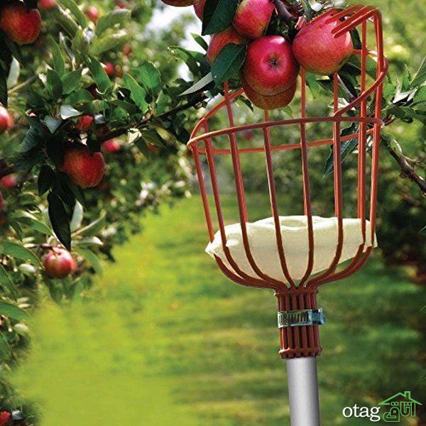 راهنمای پرورش درخت سیب در باغ شما