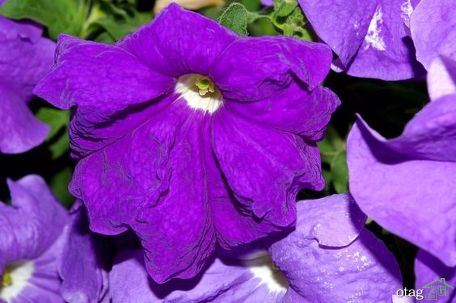 برای پرورش گل اطلسی در خانه چکار کنیم؟