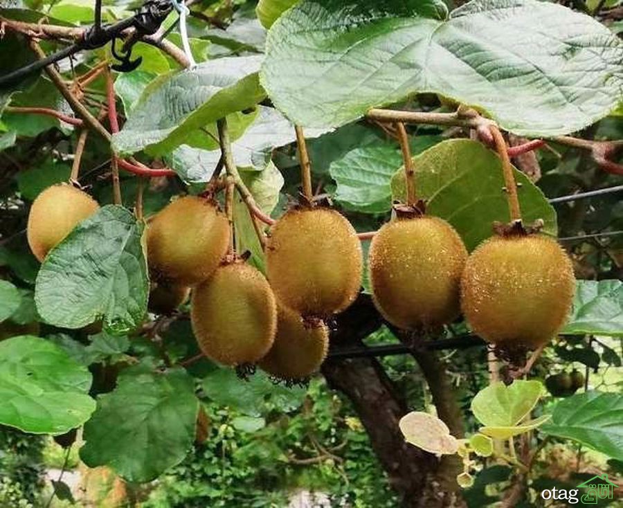 راهنمای آسان پرورش درخت کیوی