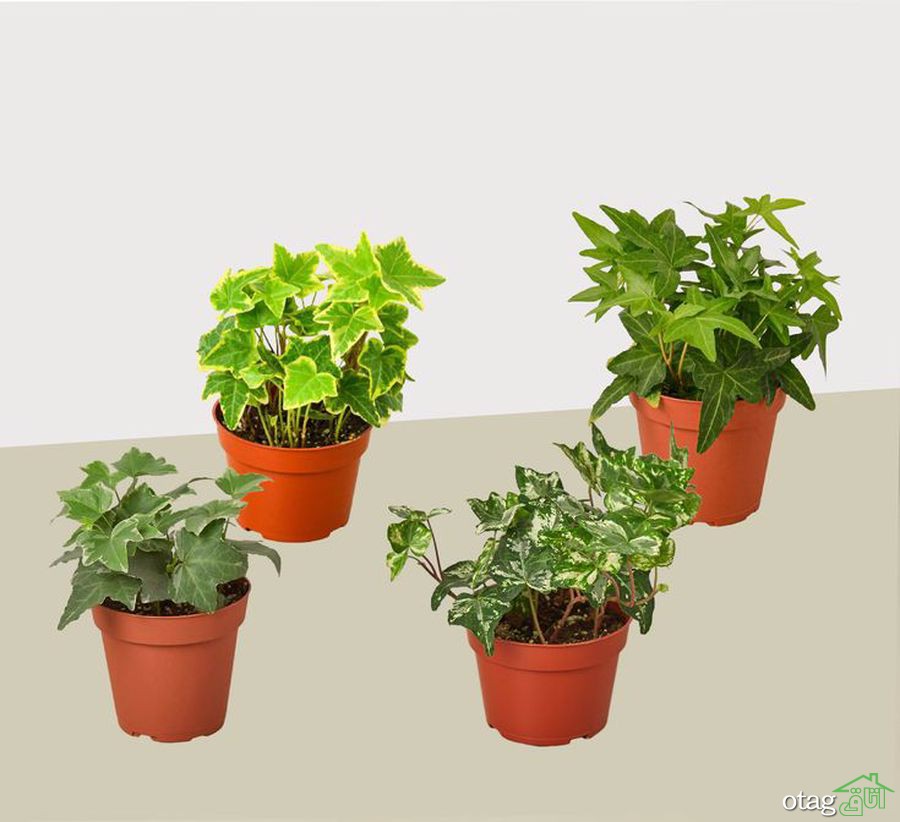 چند نکته برای مراقبت از گیاه پیچک