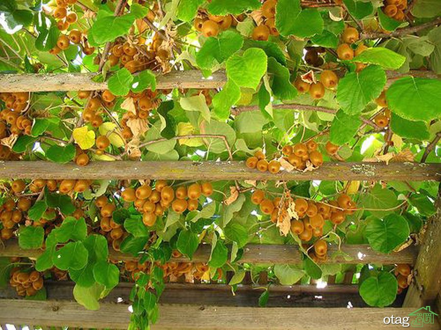 راهنمای آسان پرورش درخت کیوی راهنمای آسان پرورش درخت کیوی