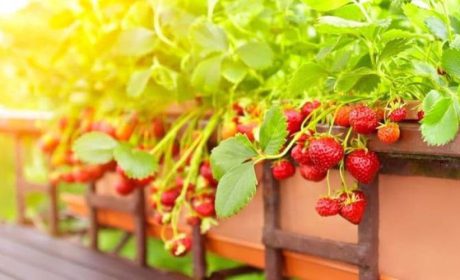 بهترین راهنمای پرورش توت فرنگی در خانه