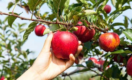 راهنمای پرورش درخت سیب در باغ شما