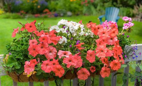 برای پرورش گل اطلسی در خانه چکار کنیم؟