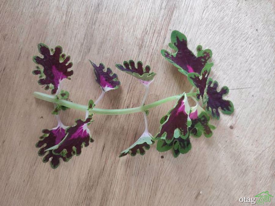 چگونه از یک گل زیبای حُسن یوسف مراقبت کنیم