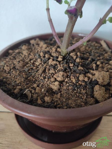 چگونه از یک گل زیبای حُسن یوسف مراقبت کنیم