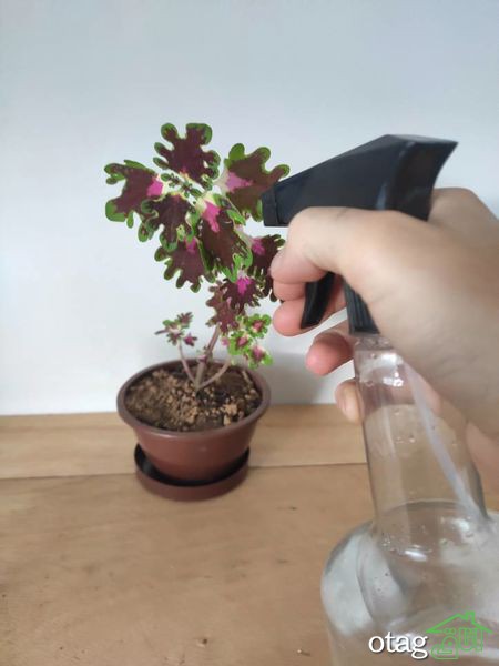 چگونه از یک گل زیبای حُسن یوسف مراقبت کنیم