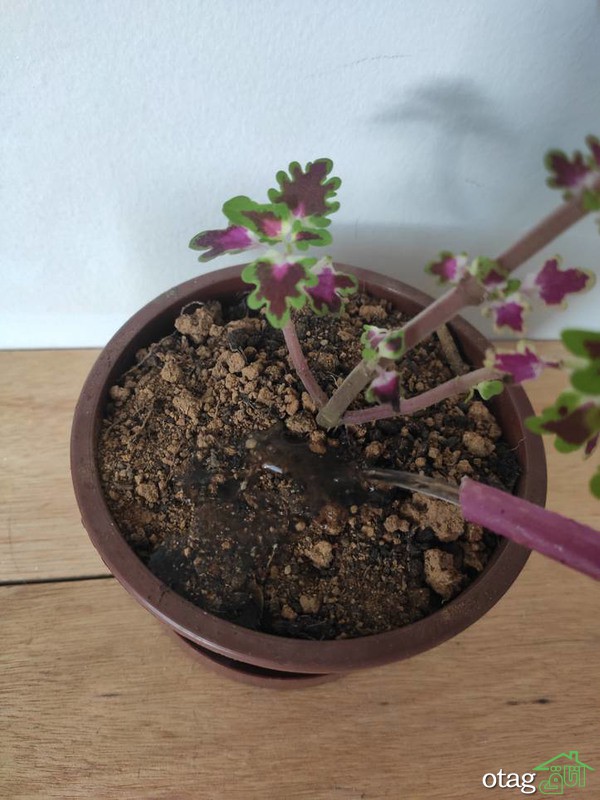 چگونه از یک گل زیبای حُسن یوسف مراقبت کنیم