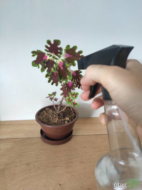 چگونه از یک گل زیبای حُسن یوسف مراقبت کنیم
