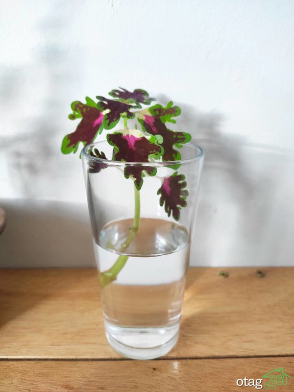 چگونه از یک گل زیبای حُسن یوسف مراقبت کنیم