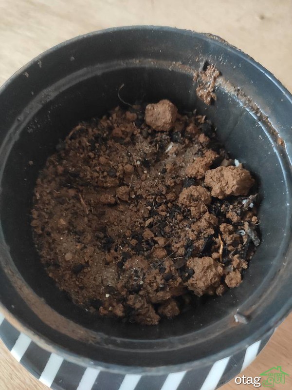 چگونه از یک گل زیبای حُسن یوسف مراقبت کنیم