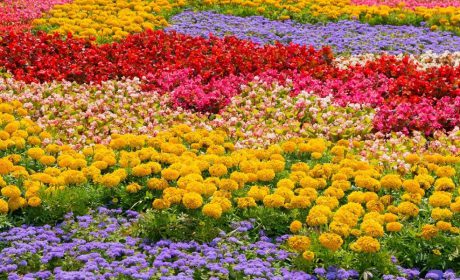 زیباترین گیاهان برای باغ شما کدامند؟