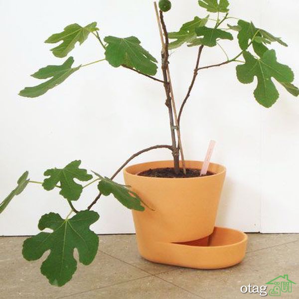 چگونه گیاهان بیش از حد آبیاری شده را نجات دهیم؟ چگونه گیاهان بیش از حد آبیاری شده را نجات دهیم؟