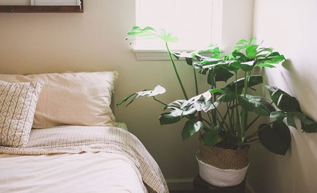 چگونه گیاهان بیش از حد آبیاری شده را نجات دهیم؟