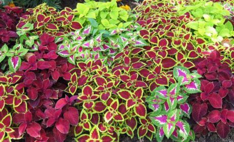 چگونه از یک گل زیبای حُسن یوسف مراقبت کنیم