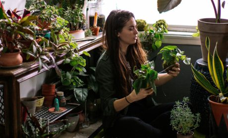 نکاتی برای مراقبت از گیاهان خانگی در سال جدید