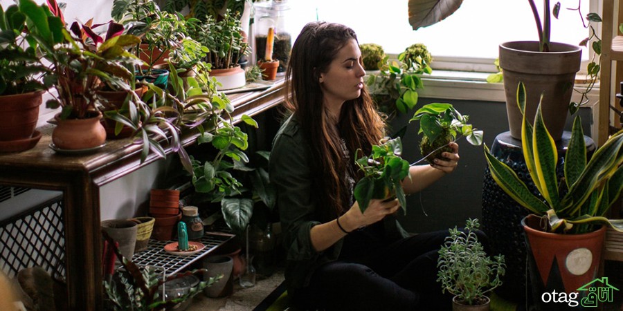 نکاتی برای مراقبت از گیاهان خانگی در سال جدید