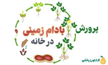 روشی آسان برای پرورش بادام زمینی در خانه