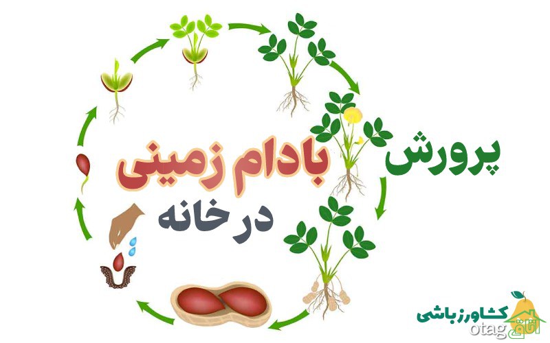 روشی آسان برای پرورش بادام زمینی در خانه