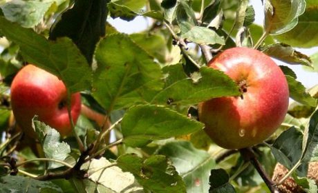 نهال سیب چه میزان آب نیاز دارد؟