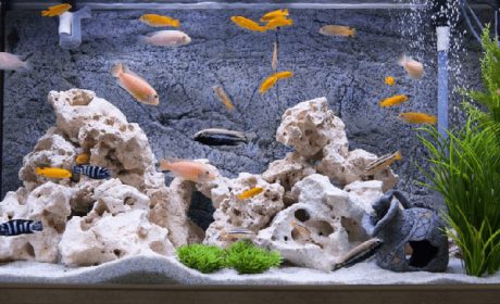 6 روش خلاقانه و خاص برای تزئین آکواریوم