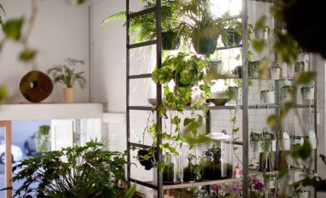 روش‌های چیدمان گیاهان در خانه