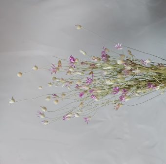 خرید 39 مدل گل خشک بسیار زیبا با قیمت مناسب