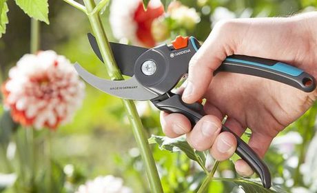 روش صحیح هرس کردن درختان