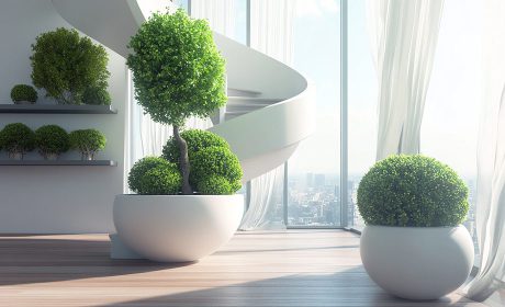 ۱۰۰ نمونه عکس و بهترین درختچه های آپارتمانی با طول عمر بالا